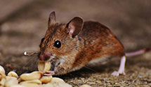 24 Hour & Emergency Exterminators in Hartford, WV